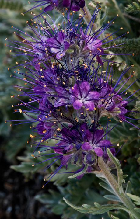 Silky Phacelia, Phacelia sericea.jpg